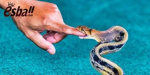 Nằm mơ thấy rắn cắn vào tay đánh số gì?